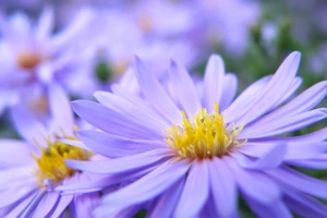 Pretty Violett Flowers391963442 300x200 - Pretty Violett Flowers - Violett, Pretty, Flowers, flower